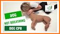 CPR Fort Collins Pet Shop & Pet CPR Course related image