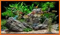 Aquarium Fish Live Wallpapers & Themes related image