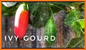 ivy gourd related image