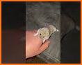 Hamster Biter related image