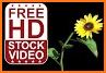 Beautiful Wallpaper Sunflower Summer Sky Theme related image