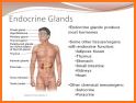 Anatomy Online Quiz: Endocrine System related image