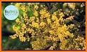 Wattle - Acacias of Australia related image