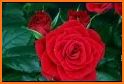 Flowers and roses Image HD Gif related image