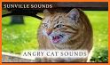 Cat Sounds - Meow Noises related image