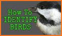 Bird Guide: Identify Birds related image