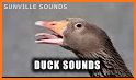 Duck Sound and other Animal Sounds related image