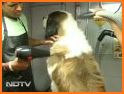 Animal Pet Hair Spa Salon related image