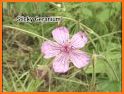 Idaho Wildflowers related image