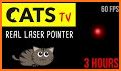 Cat Laser Pointer related image