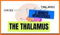 Thalamus related image