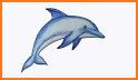 Dolphin Coloring Pages For Kid related image