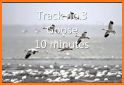 Hunt Snows - Snow Goose E-Caller App related image