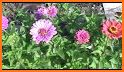 Flower Garden Friends related image