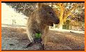 Quokka Bounce related image