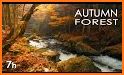 Autumn Forest Live Wallpaper related image