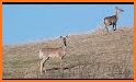 Sniper Deer Wild Hunting Game 2021 : Clash Hunt related image