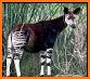 OKAPI Congo related image