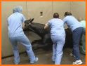 Equine Anaesthesia related image