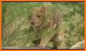 Tiger Quoll Rescue related image