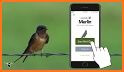 iBird United Kingdom Pro related image