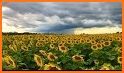 Sunflower Garden Keyboard Background related image