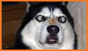 Talking Husky Dog related image