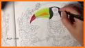 Toucan coloring book related image