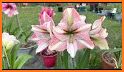 Amaryllis 2021 related image