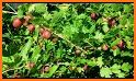 Gooseberries related image