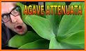 Agave Dragon Escape related image