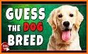 Dog Quiz:Trivia Questions–Guess the dog breed quiz related image