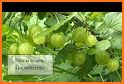 Gooseberries related image