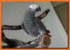 African grey parrot ringtones related image