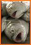 Fish Heads related image