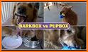 BarkBox related image