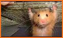 Funny Hamster Cracked Screen related image