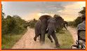 African Safariguide Lite related image