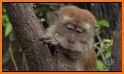 Jungle Monkey - Jungle World related image