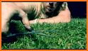 Grass Cut ASMR related image