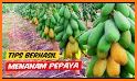 Pepaya related image