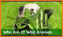 Wild Animal Quiz Game For Kids related image