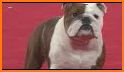 The Bulldog Show related image