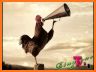 Rooster Ringtones related image