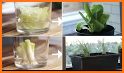 Cute & Tiny House Plants - Mini Home Garden related image