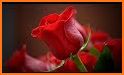 Hermosas flores y rosas Imágenes Gif related image