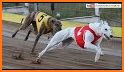 Wild Animal Racing Tournament 2019: Dog Racing related image