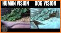 Dog vision related image