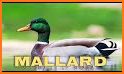 Duck Hunting Call related image