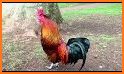 Talking Rooster: Funny Chicken Games 2021 related image